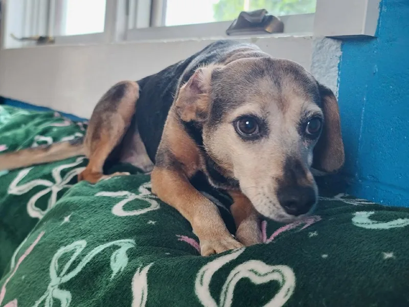 Shiloh thumbnail 2