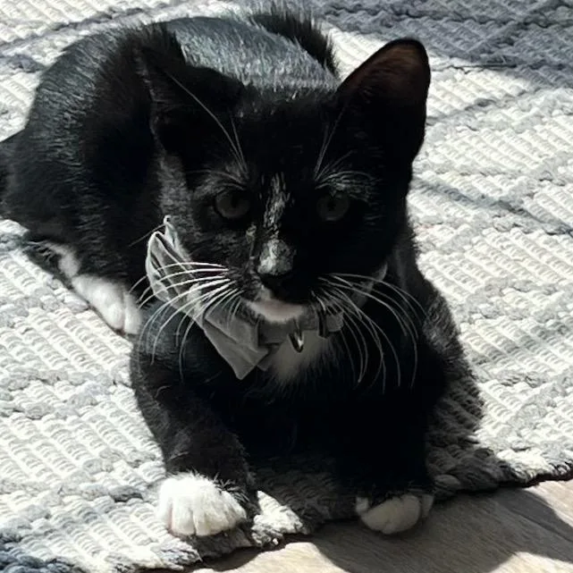 A baby small-sized male Black Domestic Short Hair cat named Roscoe for adoption in Philadelphia, PA