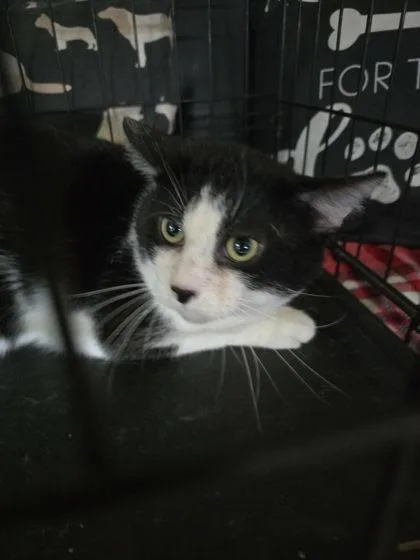 An adult medium-sized male Black & White / Tuxedo Domestic Short Hair cat named Elmer for adoption in Sullivan, IN