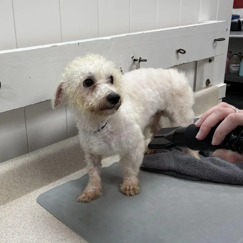 An adult small-sized male Bichon Frise dog named Qtip for adoption in Ocala, FL