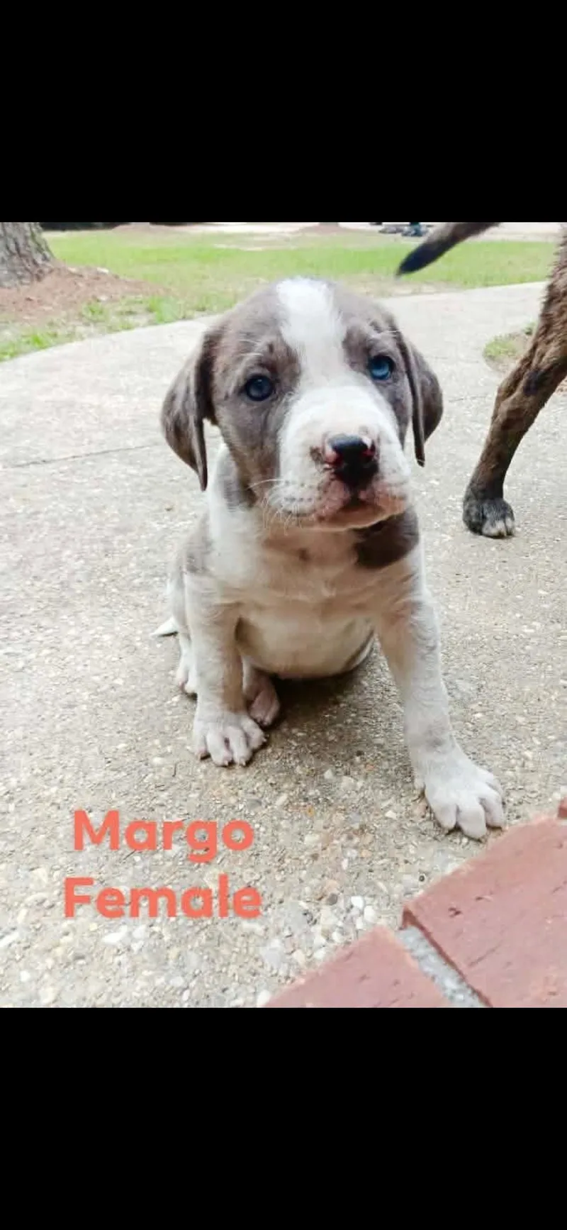A baby medium-sized female Catahoula Leopard Dog dog named Margo for adoption in seaside heights, NJ