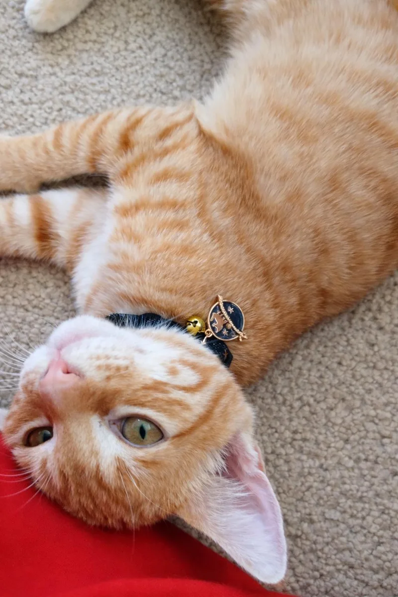 Bonded Pair Alfie thumbnail 2