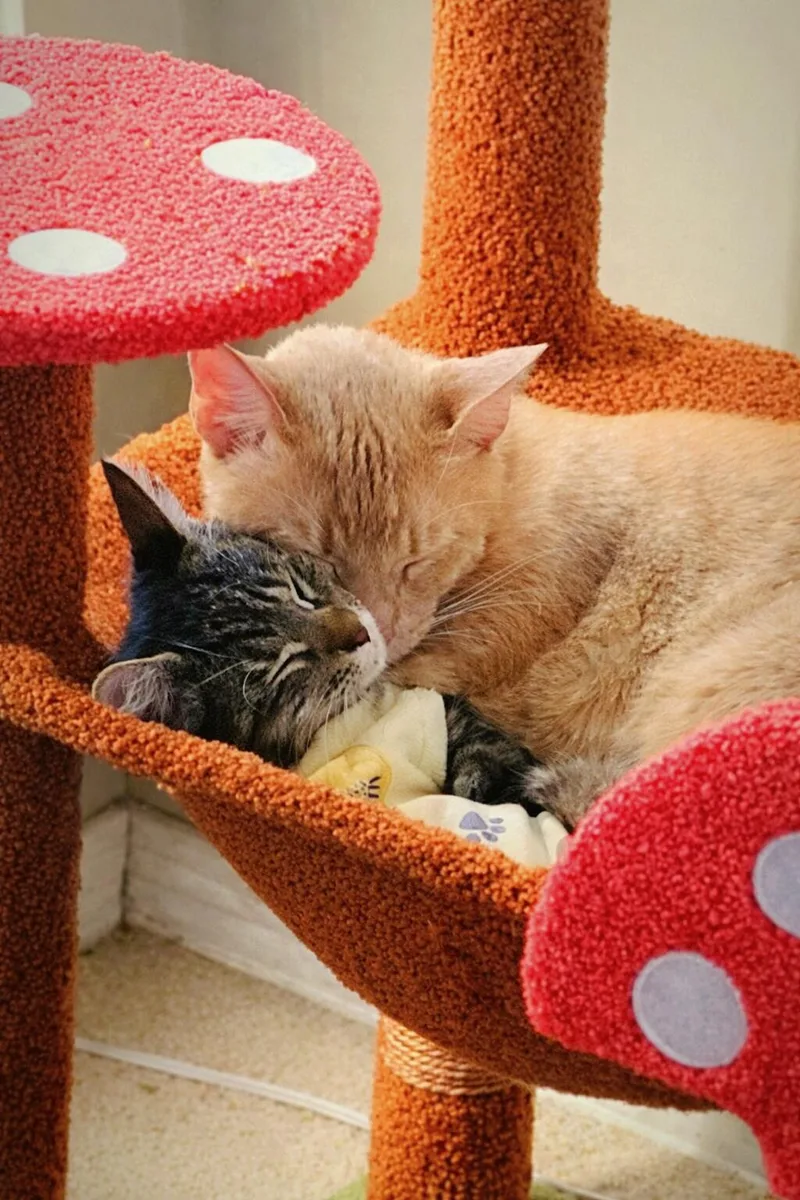 Bonded Pair Alfie thumbnail 3