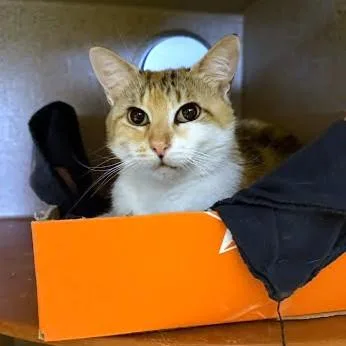 An adult medium-sized female Domestic Short Hair cat named Posh for adoption in Washington, DC