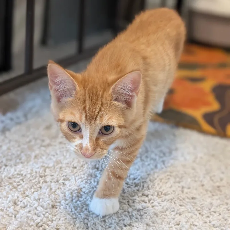 A baby small-sized male Orange / Red Domestic Short Hair cat named Ronan for adoption in Raleigh, NC