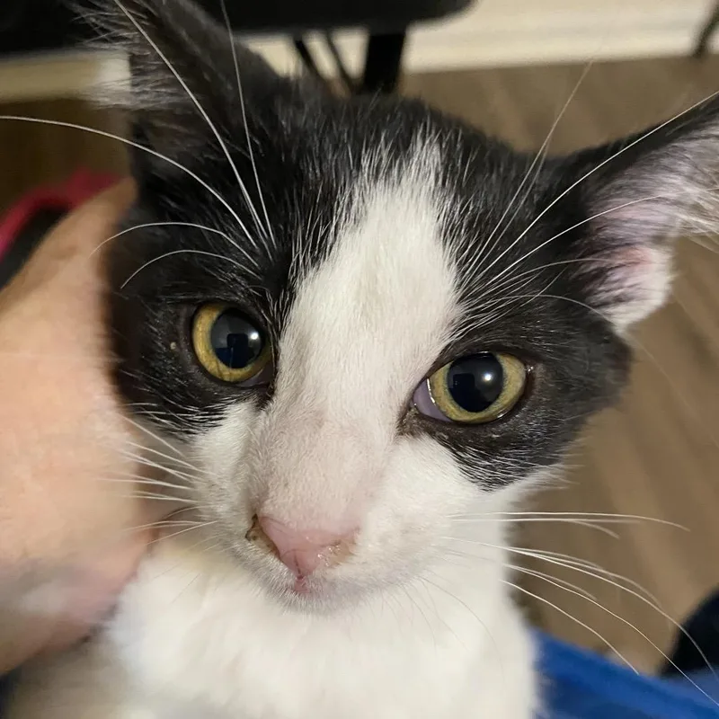 A baby small-sized female Black Domestic Short Hair cat named Lucy RJ for adoption in Columbia, MO