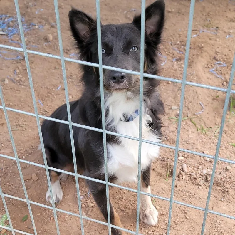 An adult small-sized female Border Collie dog named Rebal for adoption in Buchanan Dam, TX