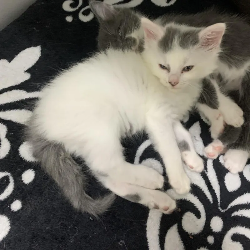 A baby small-sized female White Domestic Long Hair cat named Effie for adoption in Franklin, NC