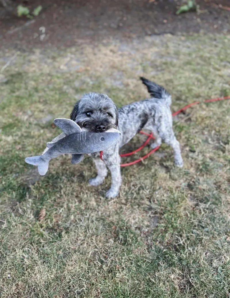 An adult medium-sized male Terrier dog named Winston for adoption in Bellingham, WA