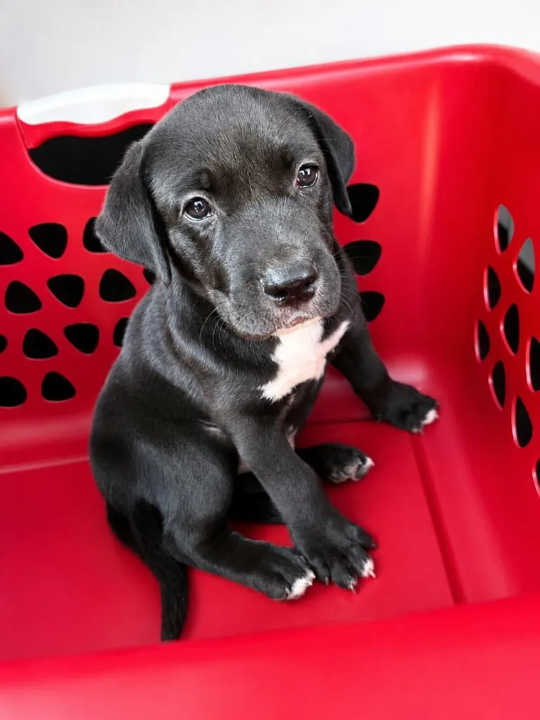 A baby medium-sized male Mixed Breed dog named Aero for adoption in Fond Du Lac, WI