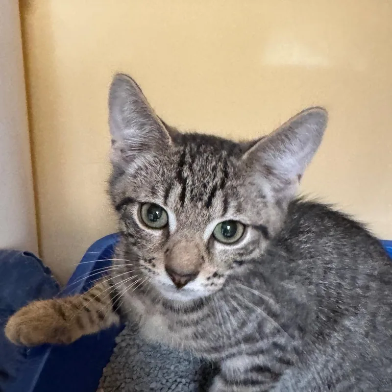 A baby small-sized male Brown / Chocolate Domestic Short Hair cat named Ernie for adoption in East Hanover, NJ
