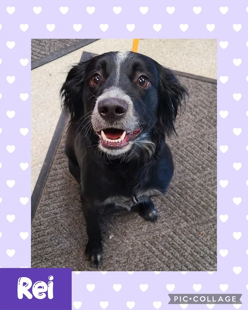 An adult small-sized female Black Border Collie dog named Rei for adoption in Iron River, MI