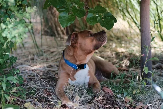 An adult medium-sized male Pit Bull Terrier dog named Raider for adoption in Albuquerque, NM
