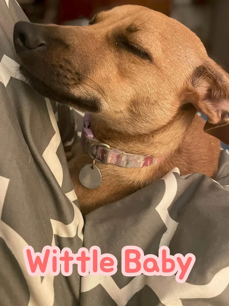 Wittle Baby  dog thumbnail 2