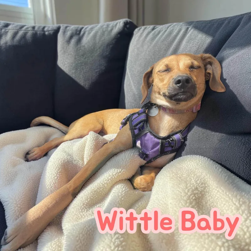 Wittle Baby  dog thumbnail 3
