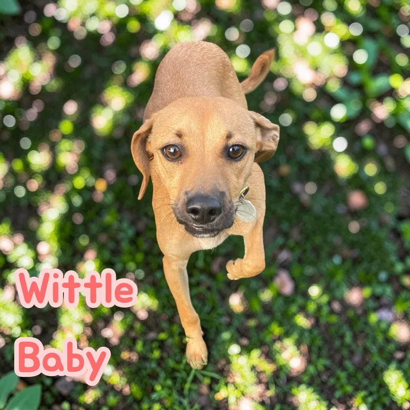 Wittle Baby  dog thumbnail 4