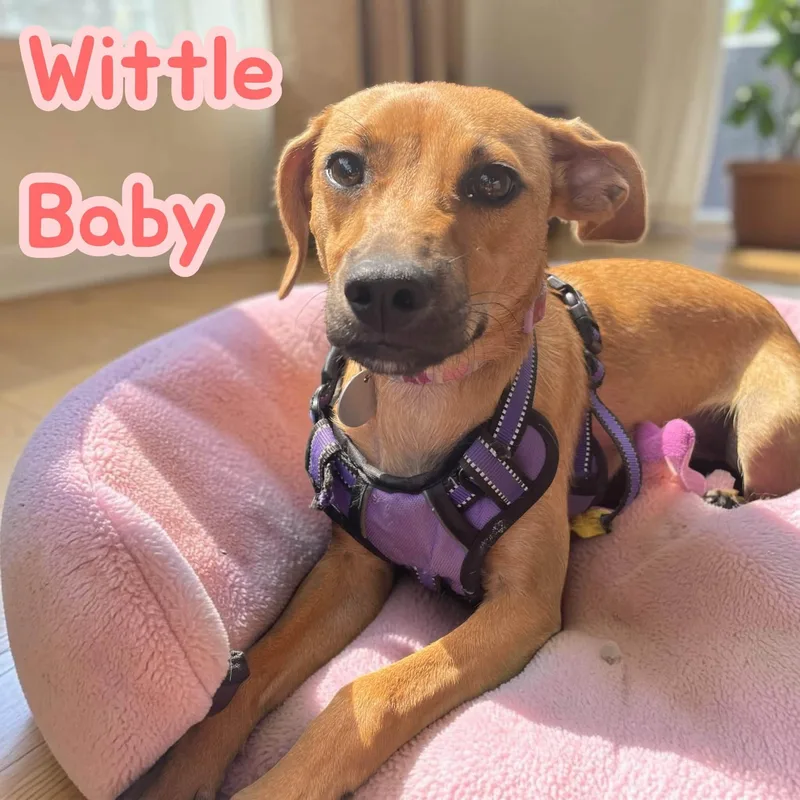 Wittle Baby  dog thumbnail 6