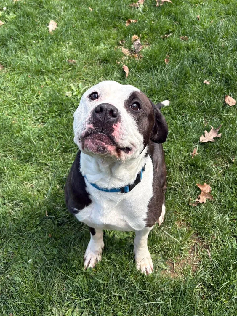 An adult large-sized male Brown / Chocolate Pit Bull Terrier dog named Slinkie for adoption in Myerstown, PA