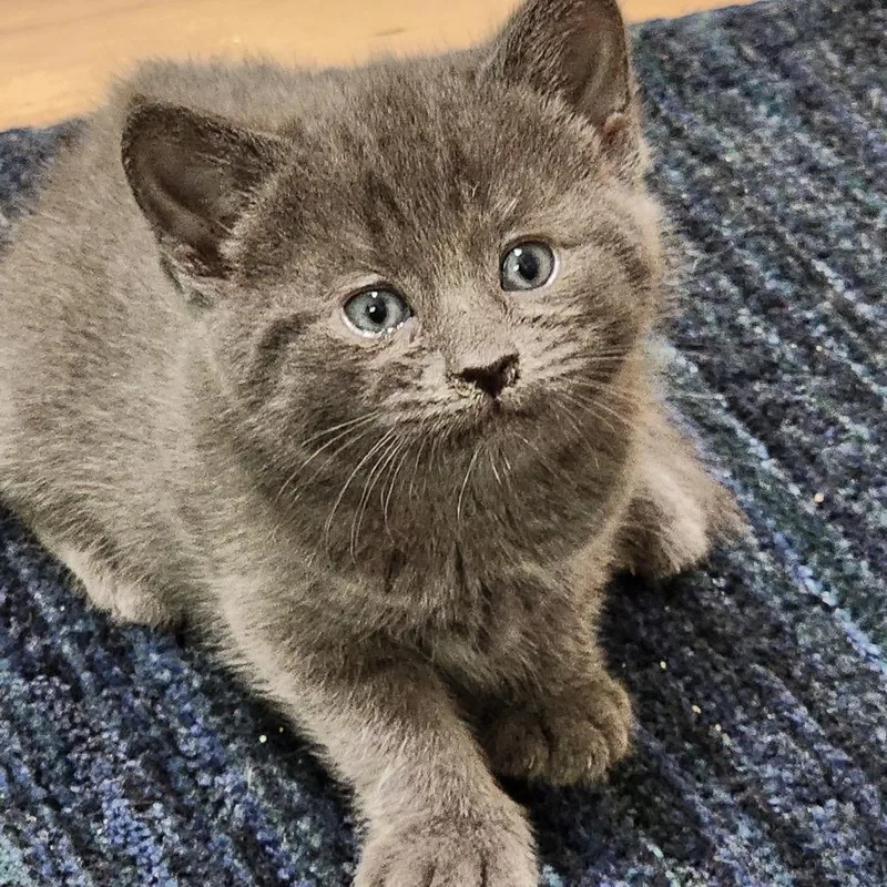 A baby small-sized male Gray / Blue / Silver Domestic Short Hair cat named Quinn for adoption in Mooresville, NC