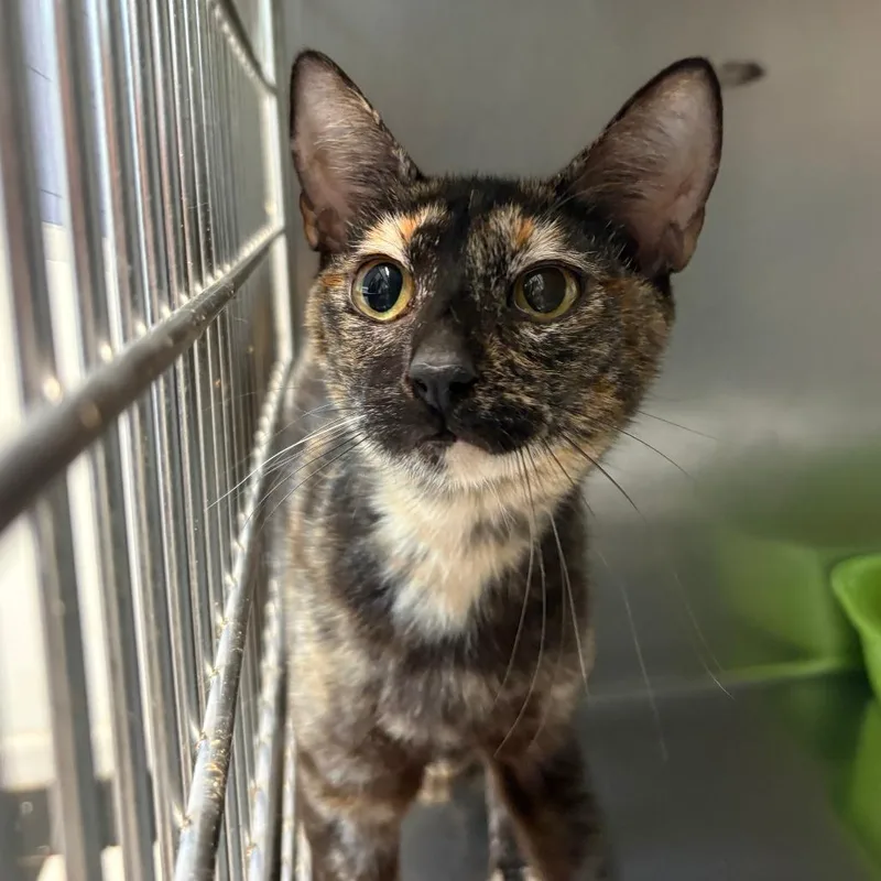 An adult medium-sized female Tortoiseshell Domestic Short Hair cat named Victoria for adoption in Leander, TX
