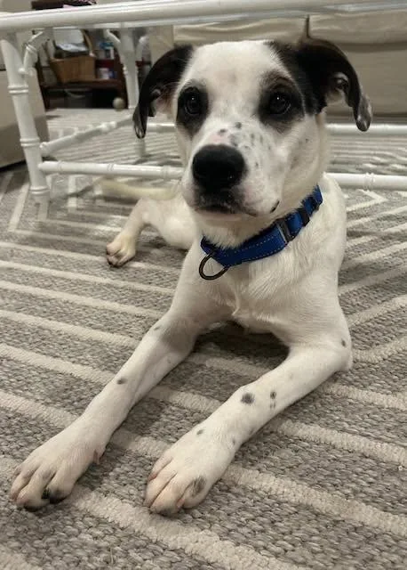 A young medium-sized female Bicolor Mixed Breed dog named Panda for adoption in Riverdale, NJ