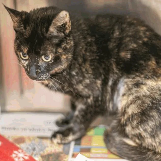 An adult medium-sized female Tortoiseshell Domestic Short Hair cat named Angelica for adoption in New York, NY