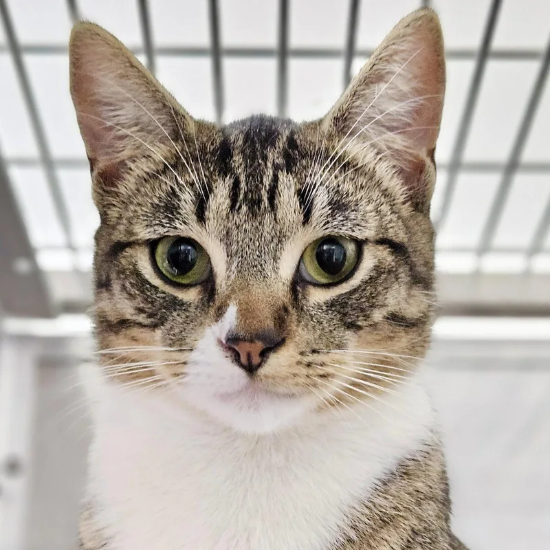 A young large-sized male Brown / Chocolate Domestic Short Hair cat named Shroom for adoption in Oakland, CA