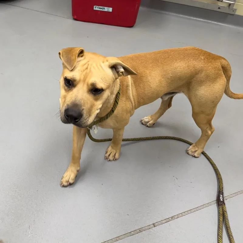 An adult medium-sized male Yellow / Tan / Blond / Fawn Mixed Breed dog named StraythAvenue for adoption in Columbus, GA