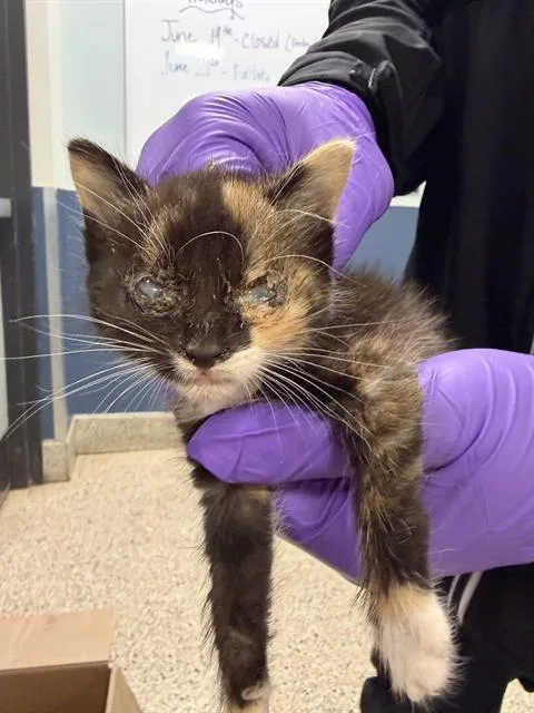 A baby small-sized female Domestic Short Hair cat named Macita for adoption in Miami, FL