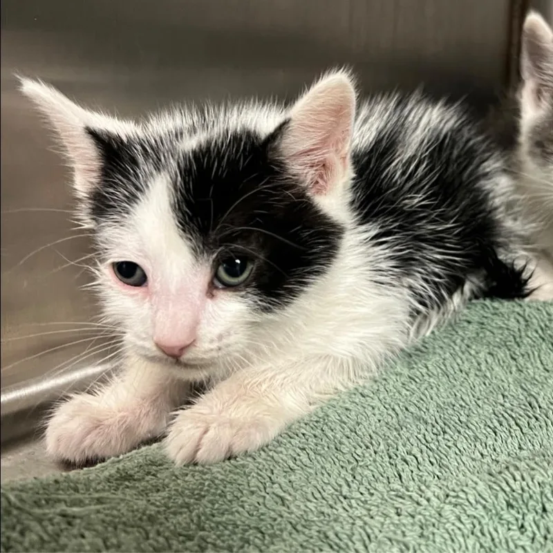 A baby medium-sized male Black & White / Tuxedo Domestic Short Hair cat named Dr. Robbie for adoption in Santa Clara, CA