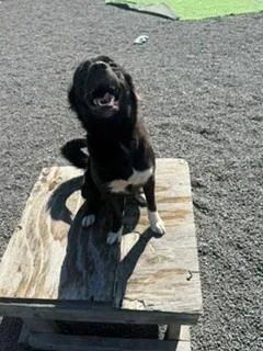 A young medium-sized female Spaniel dog named Noel for adoption in Oakland, MD