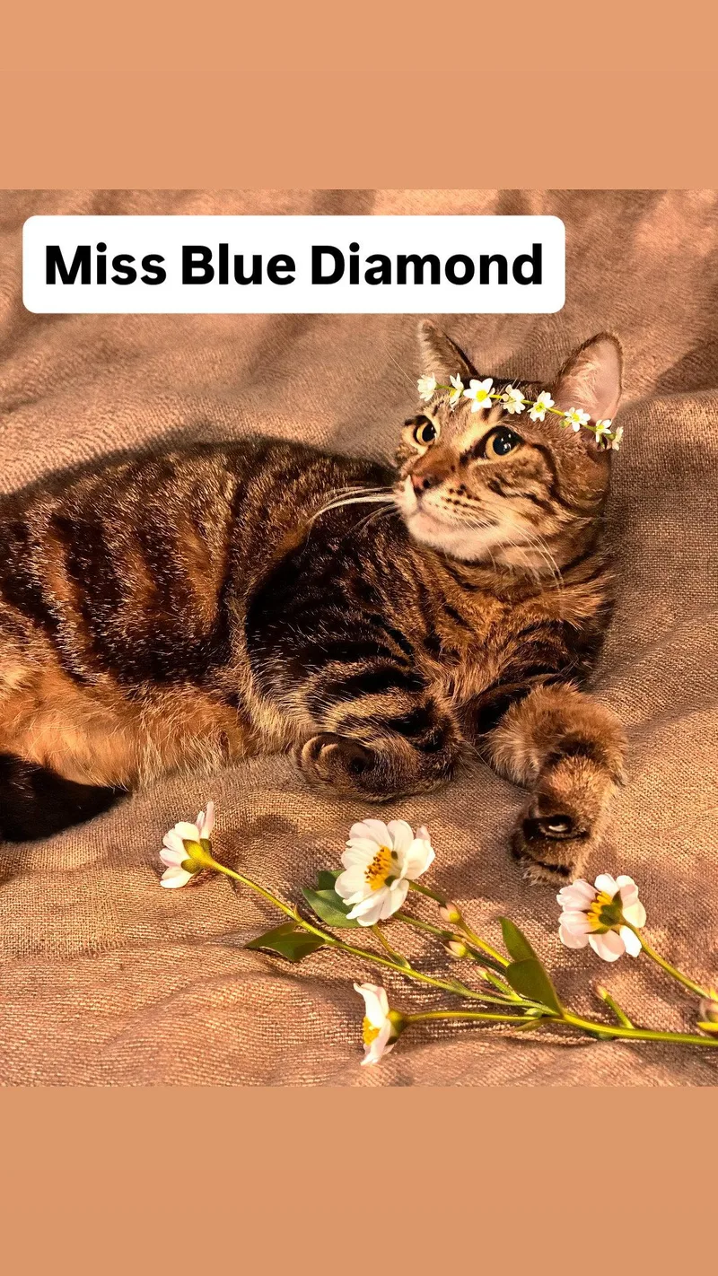 A young medium-sized female Tabby cat named Miss Blue Diamond At for adoption in Walnut Creek, CA