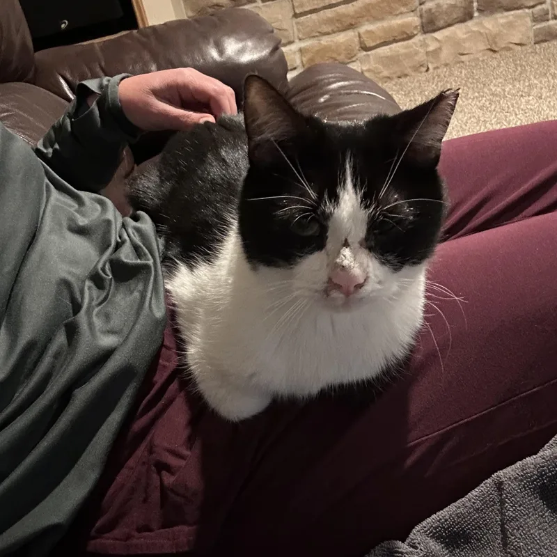Mr Moo thumbnail 2