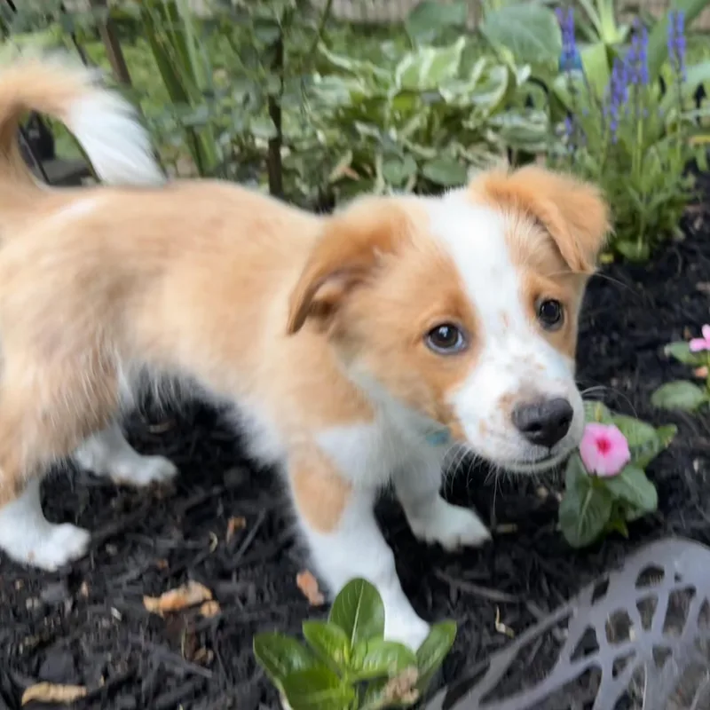 A baby small-sized male Merle (Red) Corgi dog named Polie for adoption in Columbia, MD