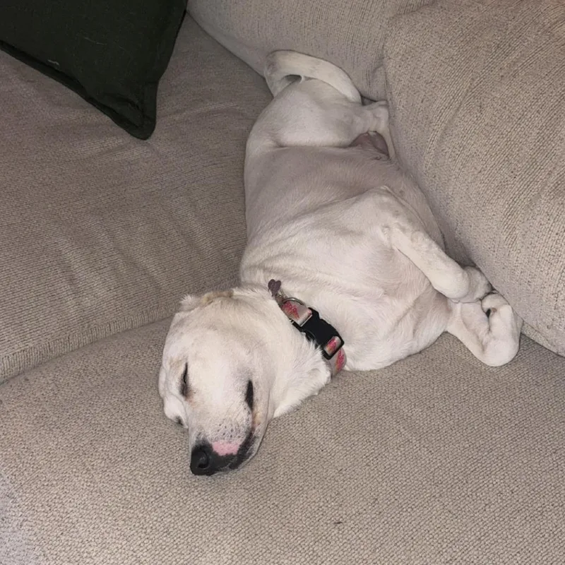 An adult medium-sized female White / Cream Labrador Retriever dog named Clover for adoption in Rossville, GA