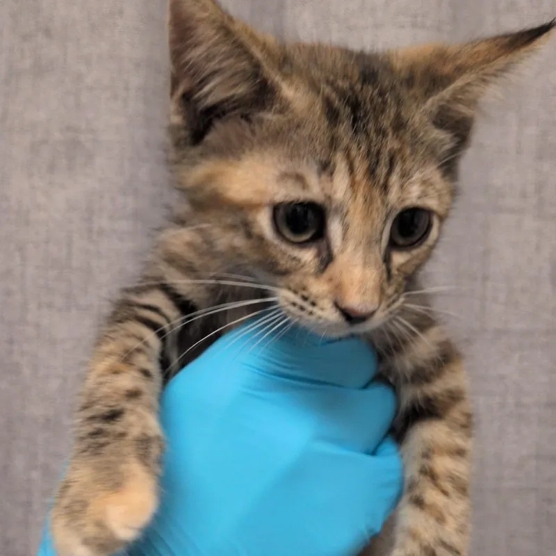 A baby small-sized female Brown / Chocolate Domestic Short Hair cat named Radar for adoption in Hattiesburg, MS