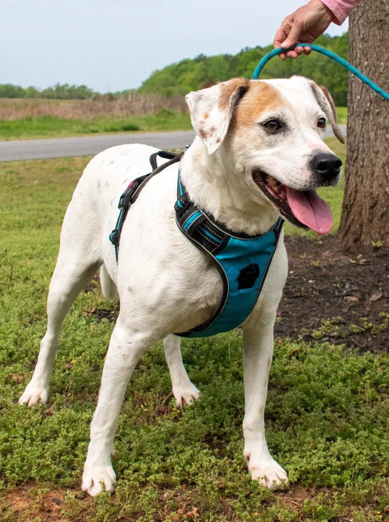 A senior medium-sized female White / Cream Hound dog named Bailey for adoption in Midlothian, VA