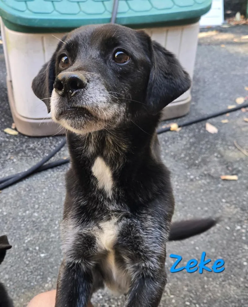 A senior medium-sized female Dachshund dog named Zeke for adoption in Pottsville, PA