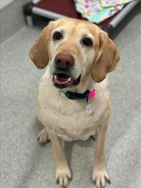 Sierra
