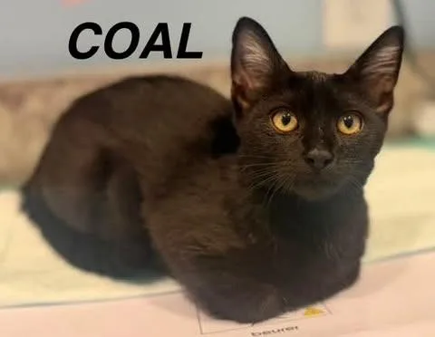 A baby medium-sized male Domestic Short Hair cat named Coal for adoption in Hoover , AL