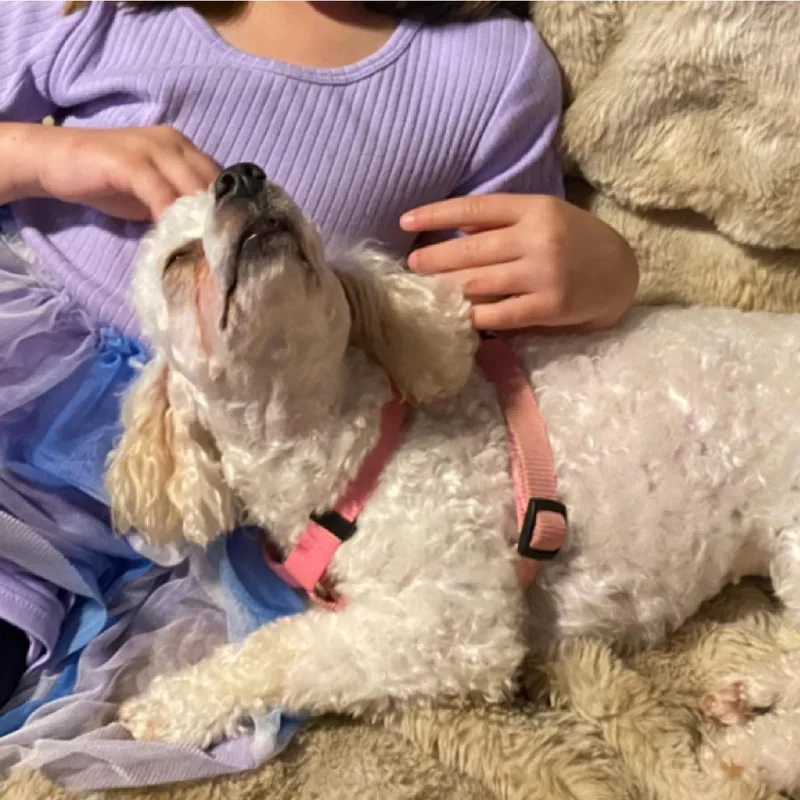 A young small-sized female White / Cream Miniature Poodle dog named Peaches for adoption in Baton Rouge, LA