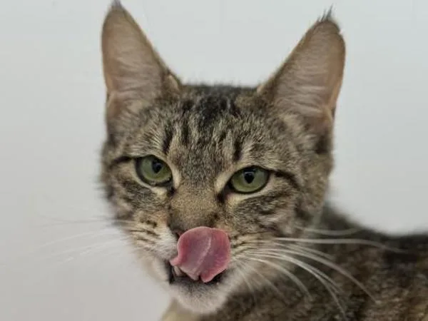 An adult small-sized female Domestic Short Hair cat named Perla for adoption in Portland, OR