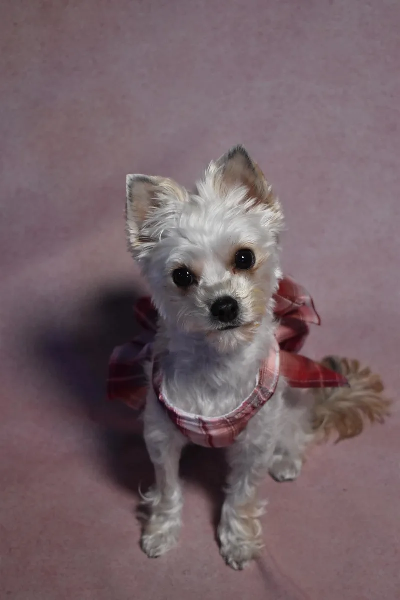 A young small-sized female Yorkshire Terrier dog named Millie for adoption in Dunkirk, NY