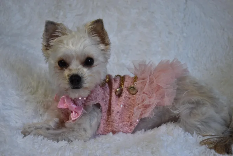 Millie thumbnail 2