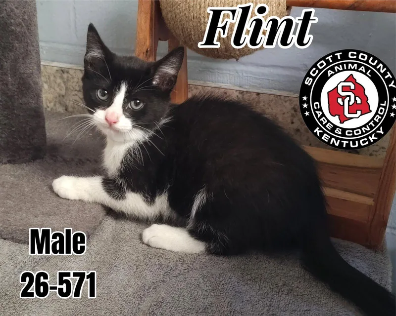 A baby small-sized male Black & White / Tuxedo Domestic Short Hair cat named Flint for adoption in Georgetown, KY