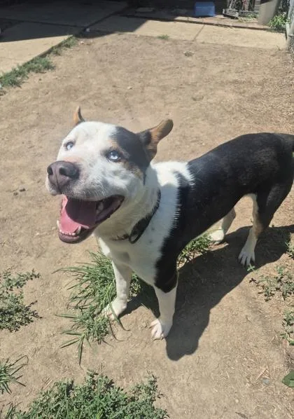 An adult large-sized male White / Cream Pit Bull Terrier dog named Max for adoption in Lafayette, IN