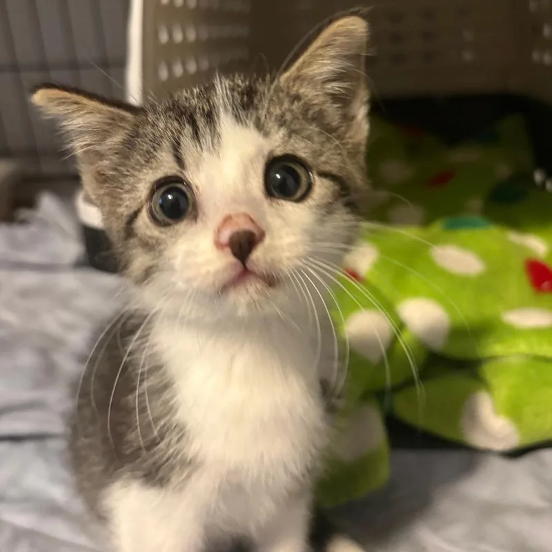 A baby small-sized male Gray / Blue / Silver Domestic Short Hair cat named Gimley for adoption in Columbia, MO