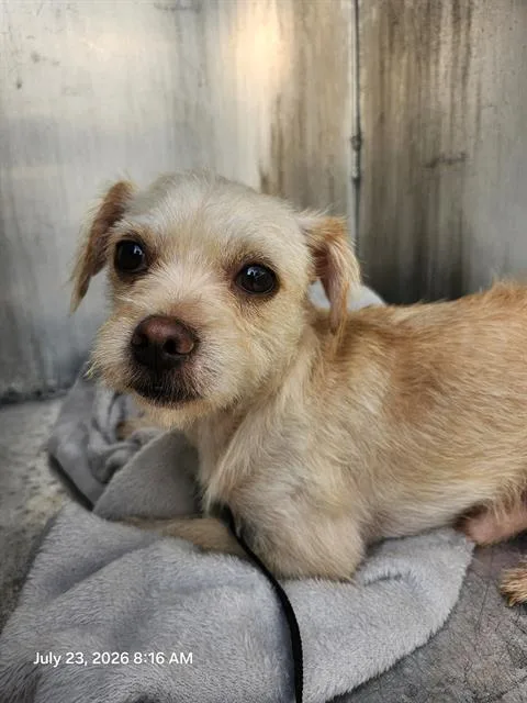 A young small-sized male Terrier dog named Beto for adoption in San Antonio, TX