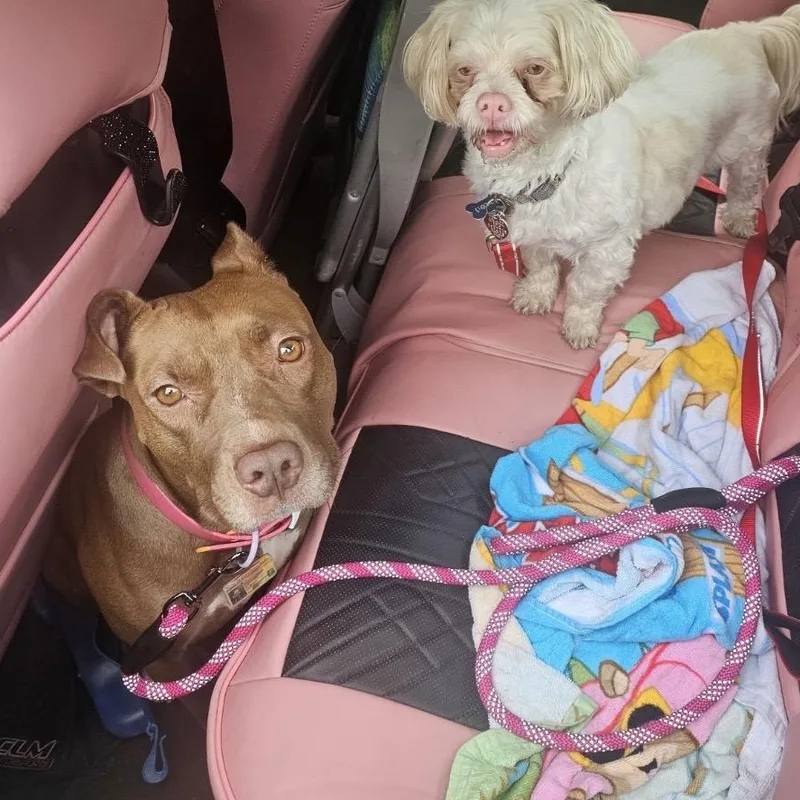 A young medium-sized female Brown / Chocolate Pit Bull Terrier dog named Betty for adoption in South Plainfield, NJ