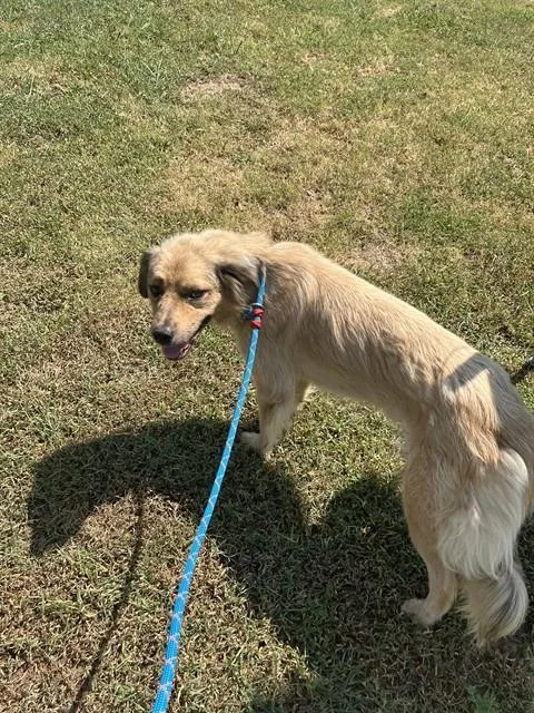 A young medium-sized male Collie dog named Scout for adoption in Oklahoma City, OK